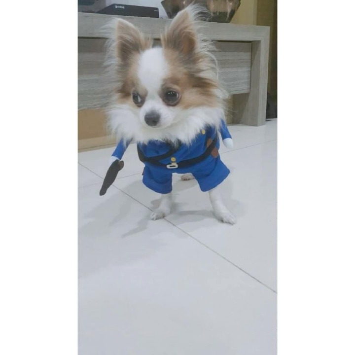 귀여운 쯔위네 댕댕이 | 인스티즈