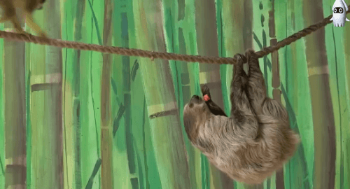 먹이뺏기는 나무늘보.gif | 인스티즈