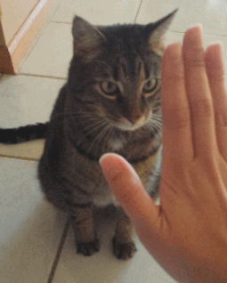 냥이파이브.gif | 인스티즈