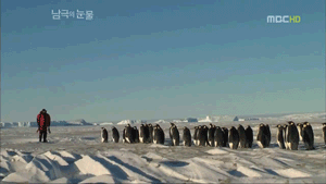 펭귄한테 역관광 당한 사람들 | 인스티즈