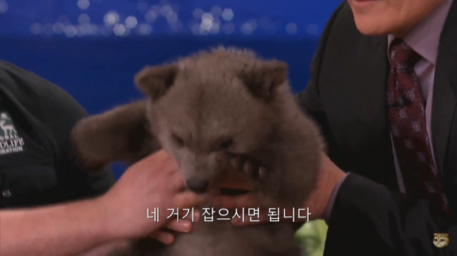 생후 11주된 아기 불곰의 충격적인 귀여움(코난 오브라이언 쇼) | 인스티즈
