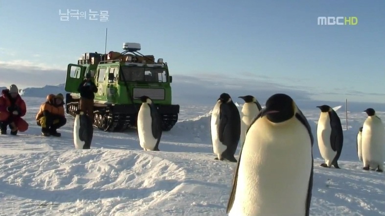 펭귄한테 역관광 당한 사람들 | 인스티즈