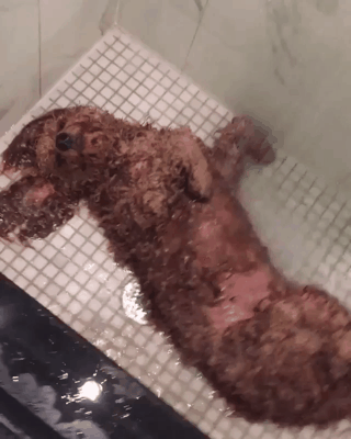 뜨거운물 샤워를 즐기는 강아지.gif | 인스티즈