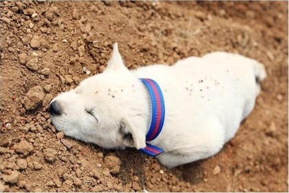 시골 강아지 특징 | 인스티즈