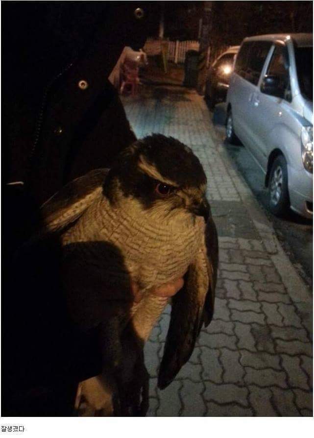 새주의)디시 새줍갤 레전드.jpg | 인스티즈