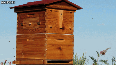 꿀 뺏는 직업 | 인스티즈