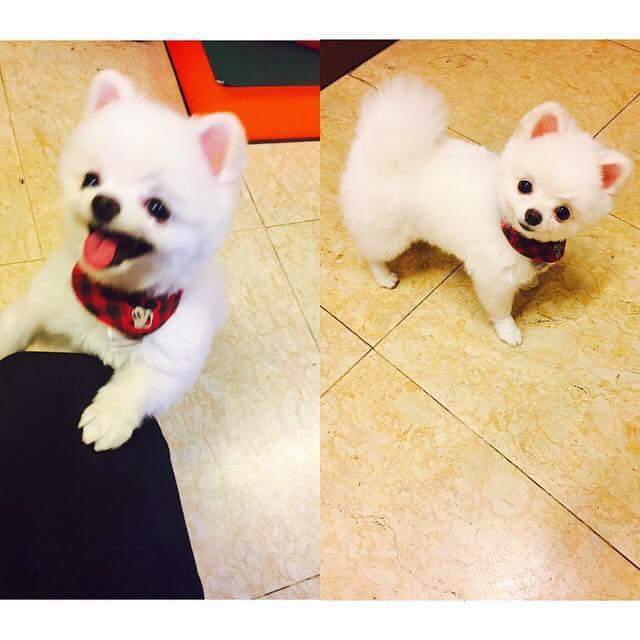 기사까지 났던 노민우네 강아지 모모.jpg | 인스티즈