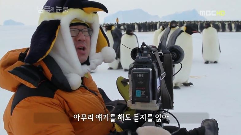 펭귄한테 역관광 당한 사람들 | 인스티즈