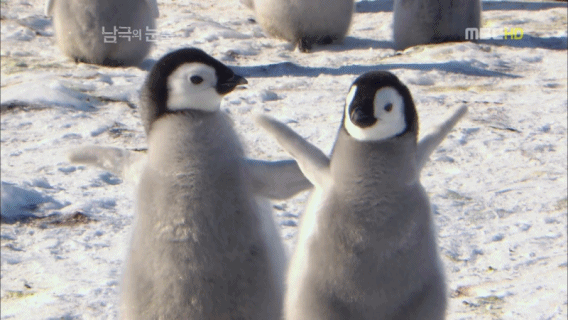 펭귄한테 역관광 당한 사람들 | 인스티즈