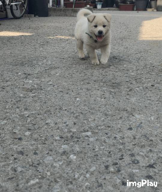 시골 강아지 특징 | 인스티즈