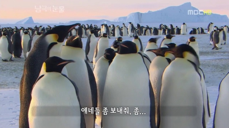 펭귄한테 역관광 당한 사람들 | 인스티즈