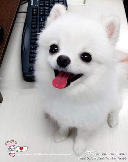 기사까지 났던 노민우네 강아지 모모.jpg | 인스티즈