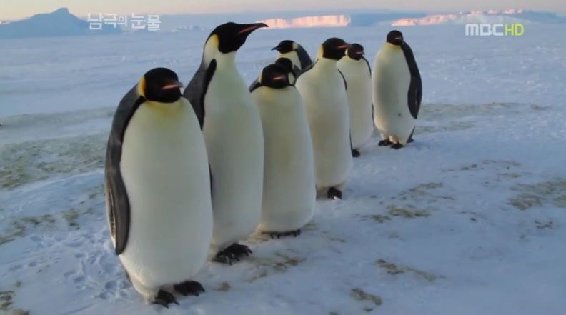 펭귄한테 역관광 당한 사람들 | 인스티즈