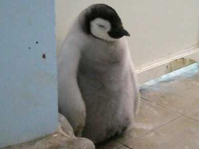 낮잠 자는 아가 펭귄.jpg | 인스티즈