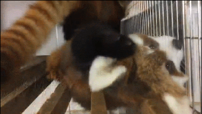 레서팬더 | 인스티즈