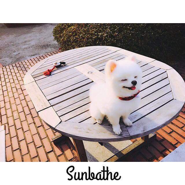 기사까지 났던 노민우네 강아지 모모.jpg | 인스티즈