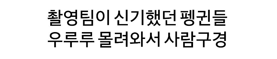 펭귄한테 역관광 당한 사람들 | 인스티즈
