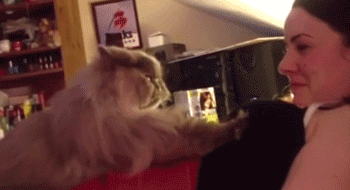 마사지 좋아하는 고양이.gif | 인스티즈