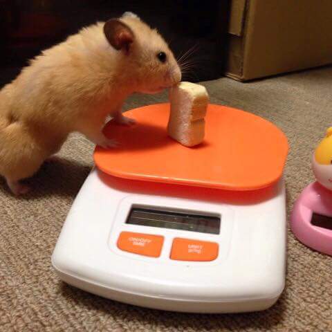 햄스터 식빵 | 인스티즈