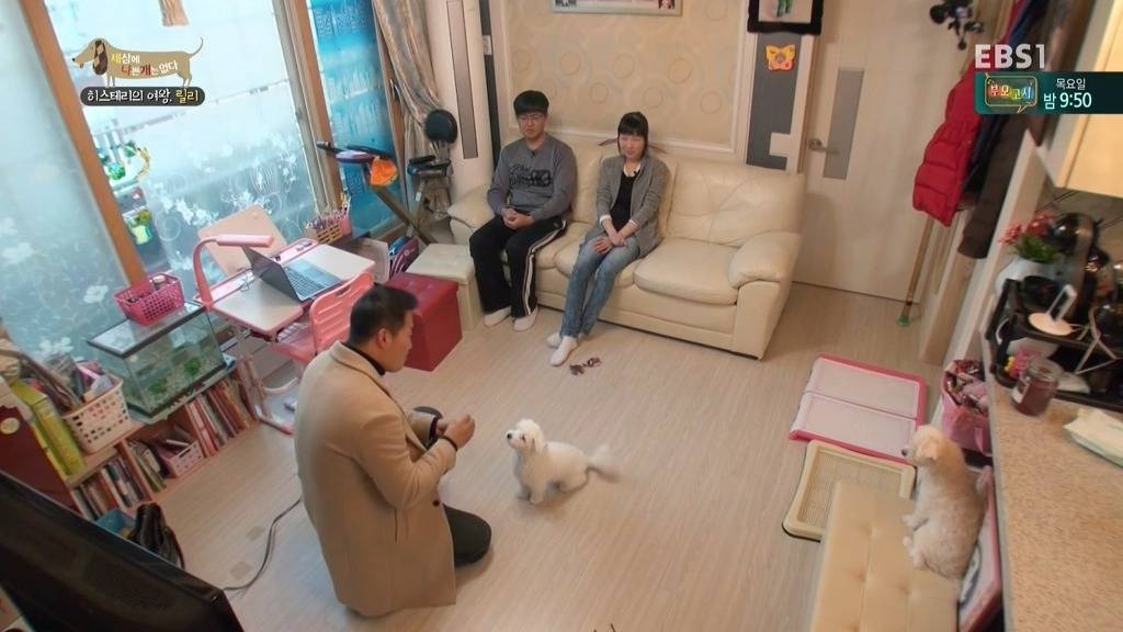 [세상에나쁜개는없다] 가족들에게 짖고 무는 강아지 릴리햏 | 인스티즈