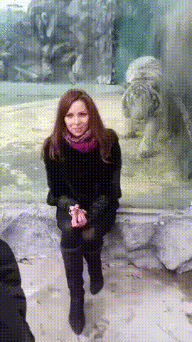 맹수에게 등을 보이면 안되는 이유.gif | 인스티즈