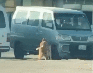 와 강아지 짝짓기한다ㅋㅋㅋㅋ ....응? | 인스티즈