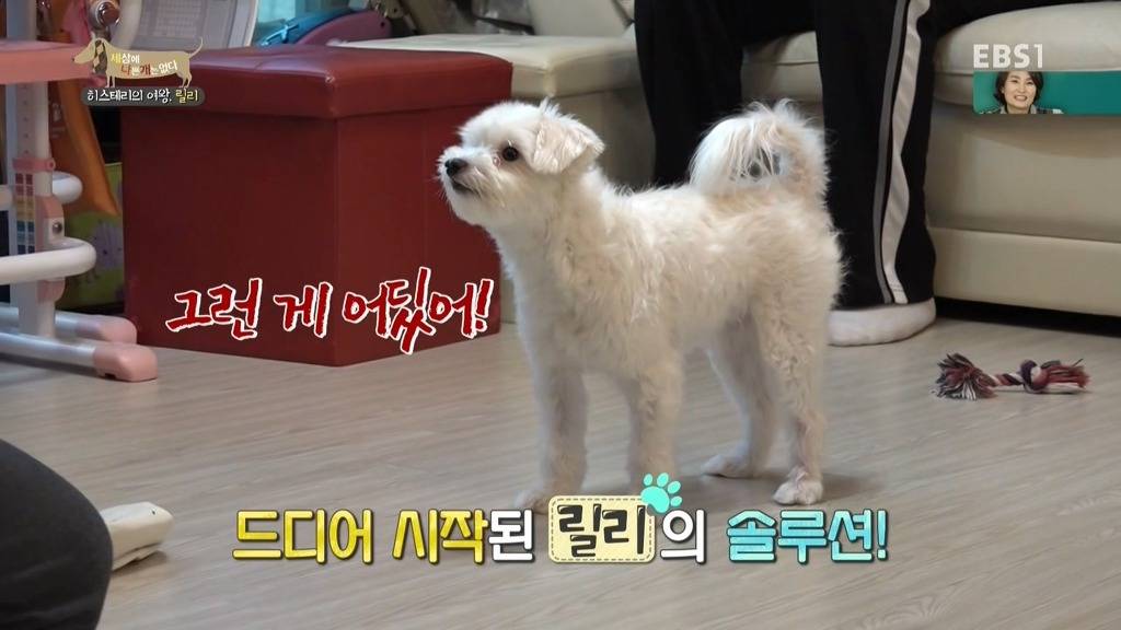 [세상에나쁜개는없다] 가족들에게 짖고 무는 강아지 릴리햏 | 인스티즈