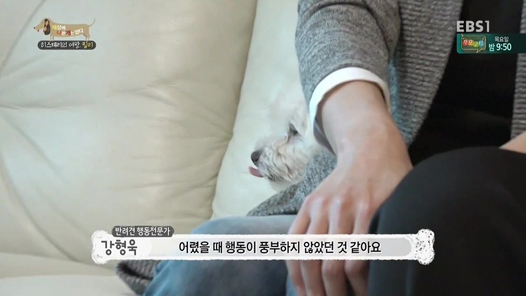 [세상에나쁜개는없다] 가족들에게 짖고 무는 강아지 릴리햏 | 인스티즈