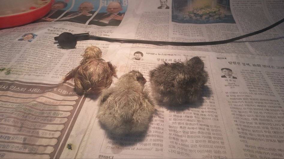 도심에서 즐기는 전원생활 | 인스티즈