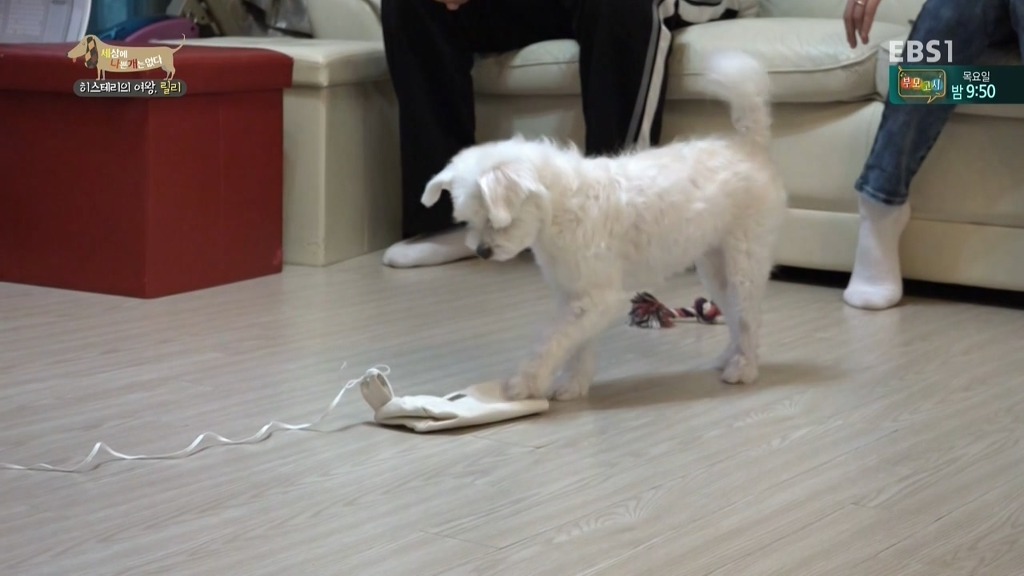 [세상에나쁜개는없다] 가족들에게 짖고 무는 강아지 릴리햏 | 인스티즈