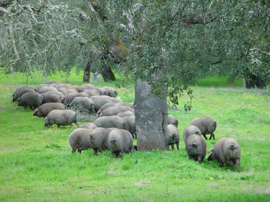 세계에서 가장 맛있다는 돼지고기 | 인스티즈