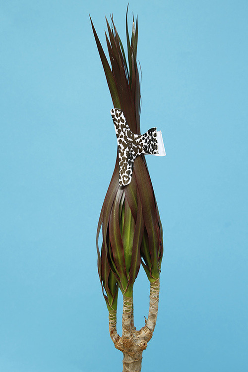 뇌가 말랑해지는 느낌의 이색적인 조화 . jpg | 인스티즈