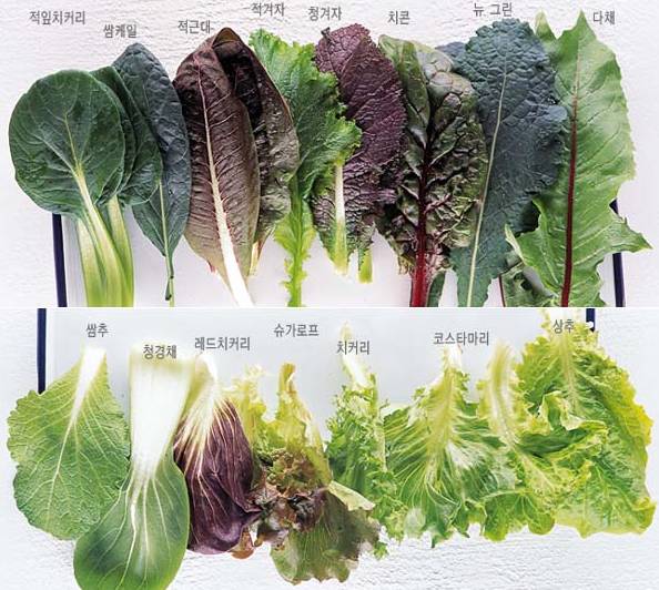 고기 먹을때 쌈은 어떤 야채를 선호하세요? | 인스티즈