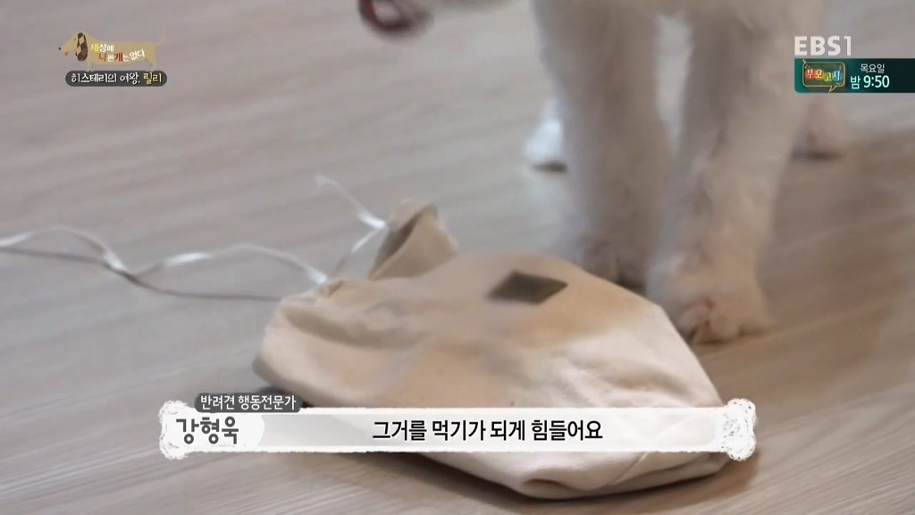 [세상에나쁜개는없다] 가족들에게 짖고 무는 강아지 릴리햏 | 인스티즈