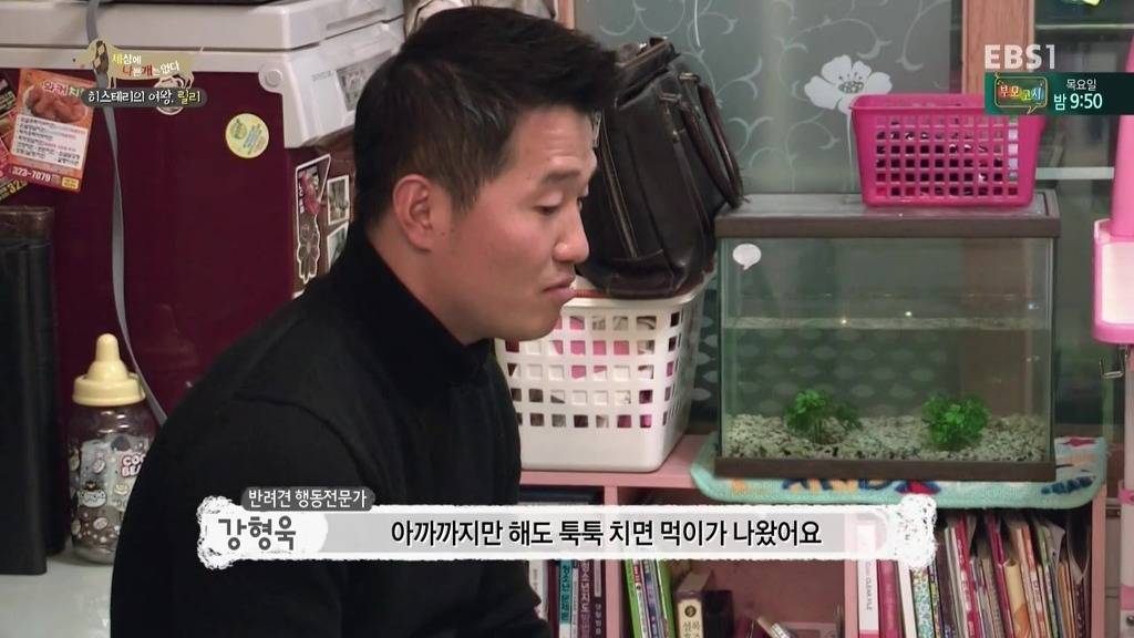 [세상에나쁜개는없다] 가족들에게 짖고 무는 강아지 릴리햏 | 인스티즈