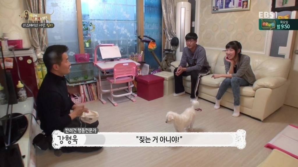 [세상에나쁜개는없다] 가족들에게 짖고 무는 강아지 릴리햏 | 인스티즈