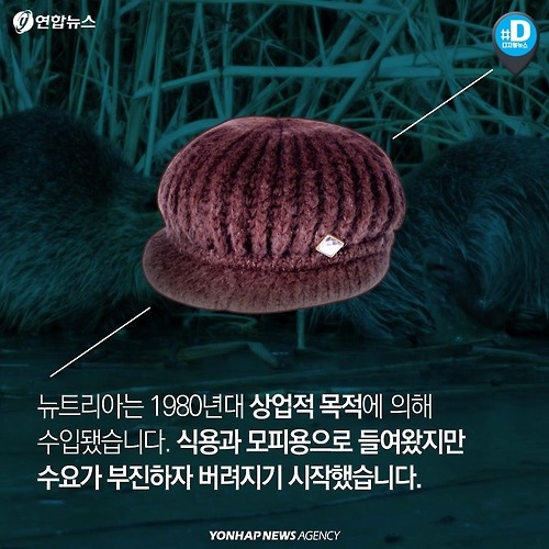 다시 관심받는 뉴트리아의 항변 .. | 인스티즈