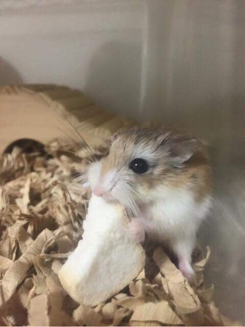 햄스터 식빵 | 인스티즈