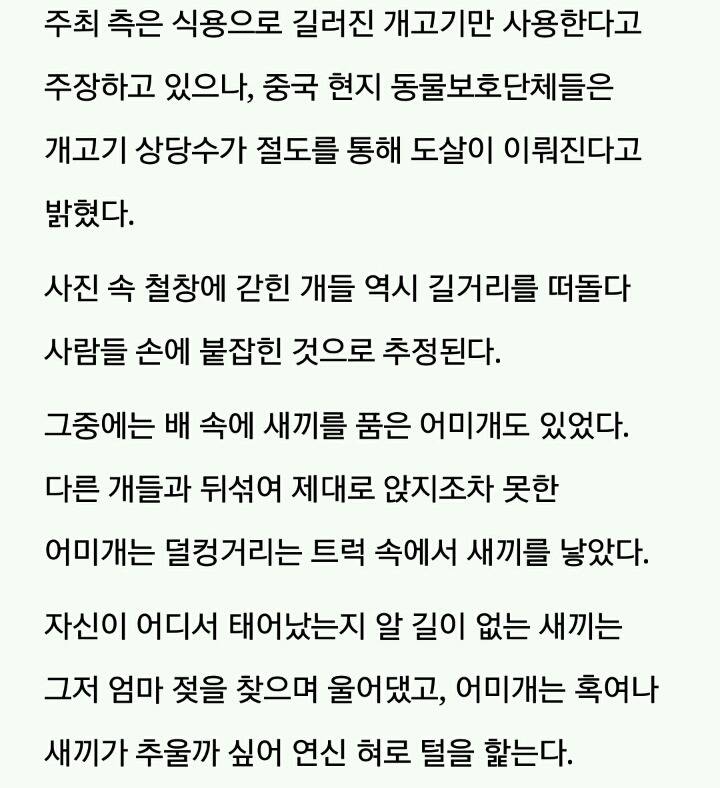도살장으로 가는 트럭 안에서 태어난 아기 강아지 | 인스티즈