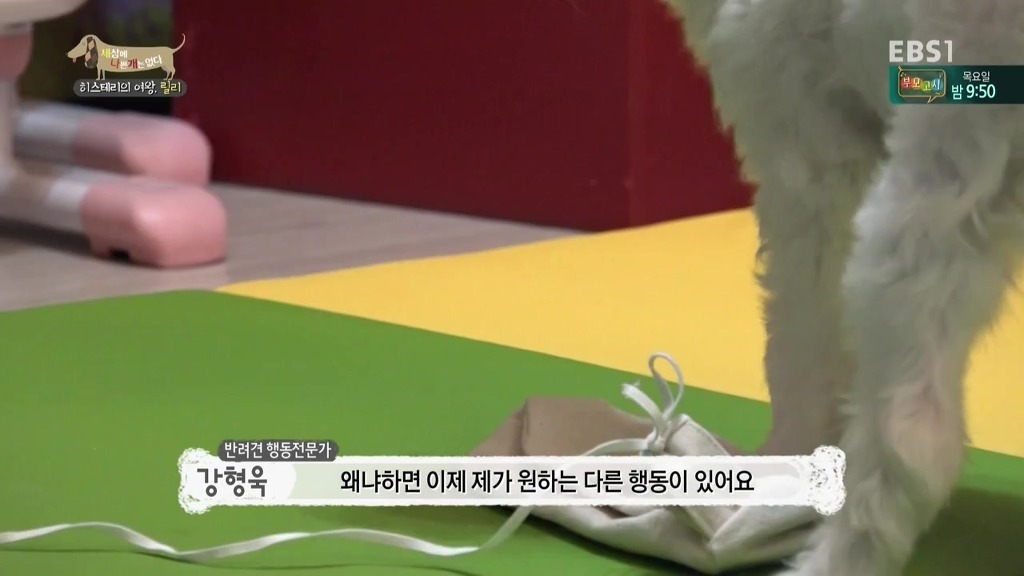 [세상에나쁜개는없다] 가족들에게 짖고 무는 강아지 릴리햏 | 인스티즈