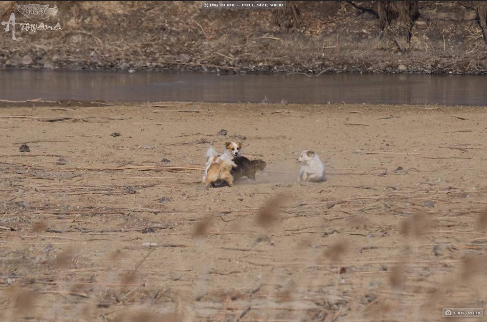 한국의 작은 들개들 | 인스티즈