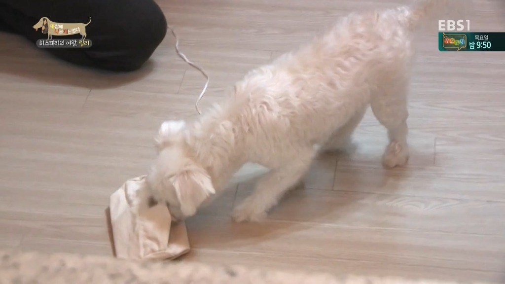 [세상에나쁜개는없다] 가족들에게 짖고 무는 강아지 릴리햏 | 인스티즈