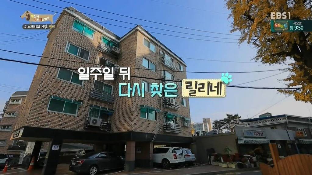 [세상에나쁜개는없다] 가족들에게 짖고 무는 강아지 릴리햏 | 인스티즈