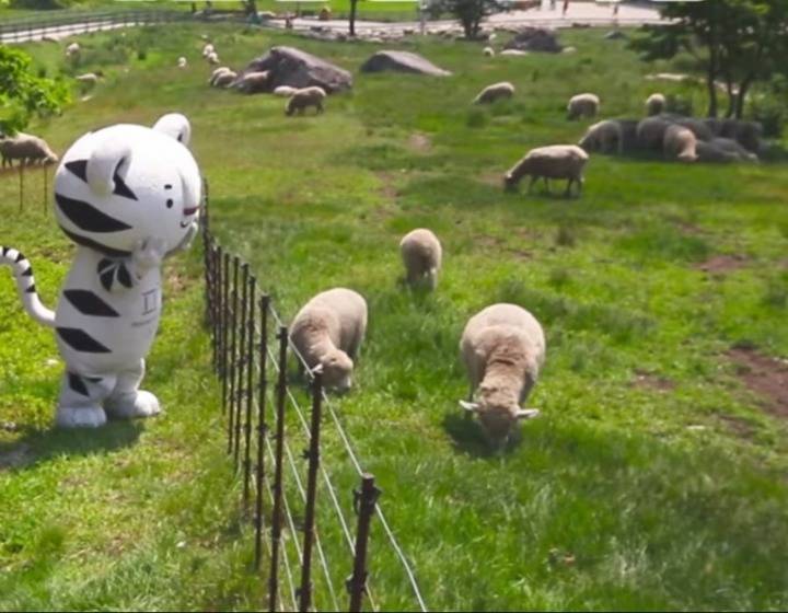 먹이를 노리는 호랑이.jpg | 인스티즈