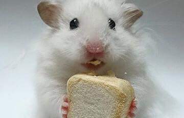 햄스터 식빵 | 인스티즈