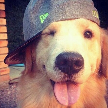 어느순간 인절미로 불리고 있는 멍멍이.jpg | 인스티즈