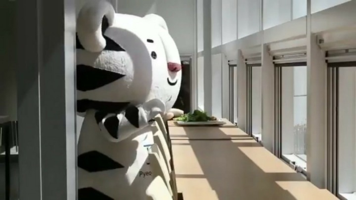 먹이를 노리는 호랑이.jpg | 인스티즈