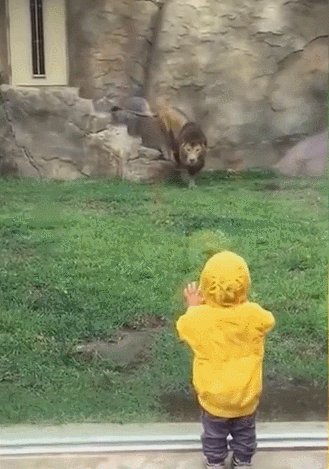 맹수에게 뒷모습을 보여주면 안되는 이유 .gif | 인스티즈