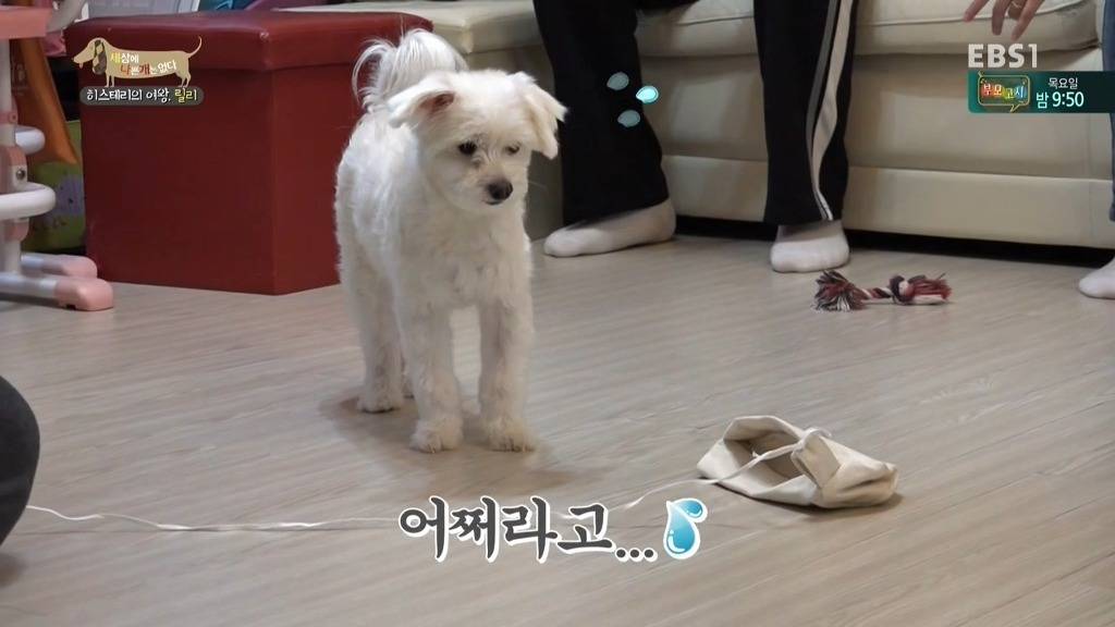 [세상에나쁜개는없다] 가족들에게 짖고 무는 강아지 릴리햏 | 인스티즈