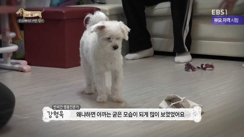 [세상에나쁜개는없다] 가족들에게 짖고 무는 강아지 릴리햏 | 인스티즈